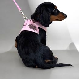 Greta - Black and tan female Dachshund puppy in Sauk Village, Illinois from Midwest Timberland Pups