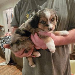 Turkey - Blue merle male Toy Australian Shepherd puppy in Forney, Texas from Texas Talent Toy Aussie's