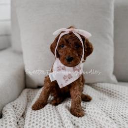 Kanga - Red  female Goldendoodle puppy in Roanoke Rapids, North Carolina from Sweeter than Honey Doodles