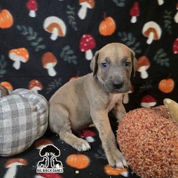 Copper - Blue brindle male Great Dane puppy in Spiro, Oklahoma from Big Birch Danes