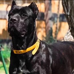 D - Black brindle female Cane Corso puppy in Sandia, Texas from OneTime Cane Corso