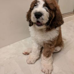 Saint Berdoodle Puppies from Country Manor Saint Berdoodles