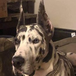 Great Dane Puppies from F&B Kennels