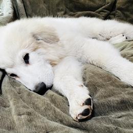Great Pyrenees puppies from Polar Light Great Pyrenees