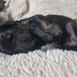 Joy - Chocolate merle female Bernedoodle puppy in Lafayette, Alabama from Williams Lake Doodles