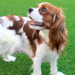 Ginger - Cavalier King Charles Spaniel
