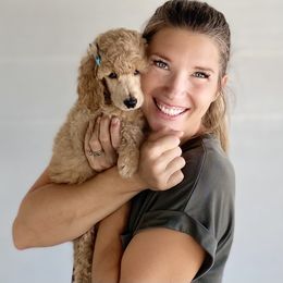 Bernedoodle, Goldendoodle, and Poodle Puppies from Central Valley Canine Companions
