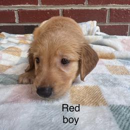 Red collar boy - Golden male Golden Retriever puppy in Buchanan, Georgia from Morgan’s Heart of Gold Retrievers
