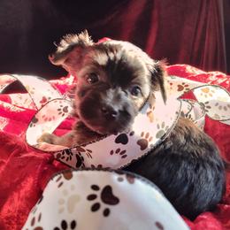 Shadow - Black female Yorkipoo puppy in Bartlesville, Oklahoma from Winchester's Magic Yorkipoos & Poodles