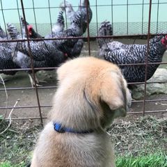 Chinook Puppies from Spook Nook Chinooks