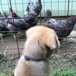 Chinook Puppies from Spook Nook Chinooks