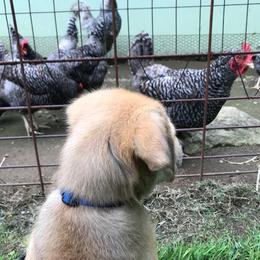 Chinook Puppies from Spook Nook Chinooks