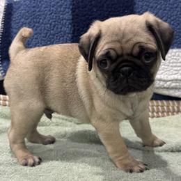 Fawn Boy - Green Collar - Fawn male Pug puppy in Troutman, North Carolina from Ohana Pugs