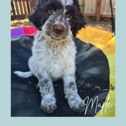 Girl 3 - Brown roan female Lagotto Romagnolo puppy in Salida, California from Harper's Lagotti