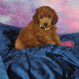 Poodle Puppies from Moyen Majestic Embrace