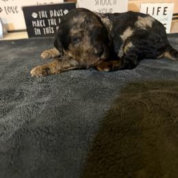 Klaus - Merle male Goldendoodle puppy in Petersburg, West Virginia from Wv Diva Doodles