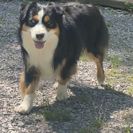Bentley - Australian Shepherd