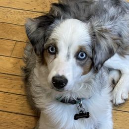 Isla - Siberian Husky