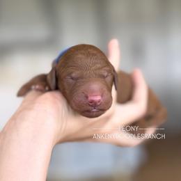 PEONY - Red  male Goldendoodle puppy in Independence, Oregon from ANKENY DOODLES
