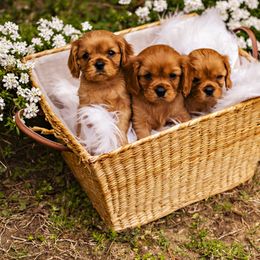 Cavalier King Charles Spaniel Puppies from Carolina Cavaliers