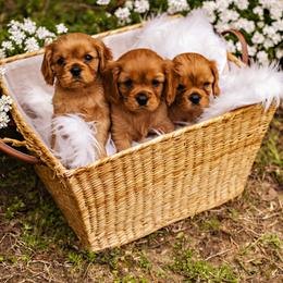 Cavalier King Charles Spaniel Puppies from Carolina Cavaliers