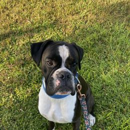 Odin - Boxer