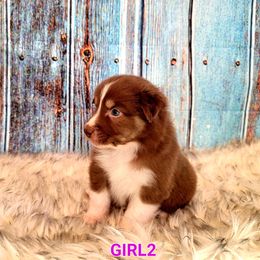 Australian Shepherd Puppies from Winsome Aussies