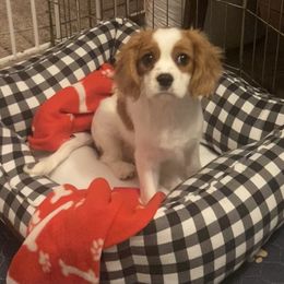 Cavalier King Charles Spaniel Puppies from Christina’s Cavaliers