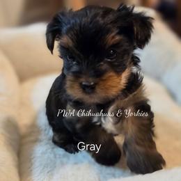 Gray - Black and tan male Yorkshire Terrier puppy in Laredo, Texas from PWA Chihuahuas & Yorkies