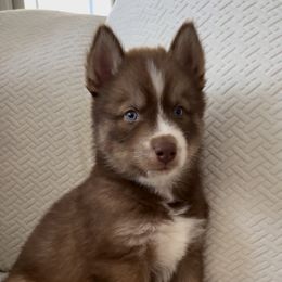 Jason - Red and white male Siberian Husky puppy in Manteca, California from Wolves with Amor