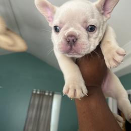 French Bulldog Puppies from Cocoskennel