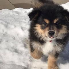 Finnish Lapphund Puppies from Forest Trail Finnish Lapphunds
