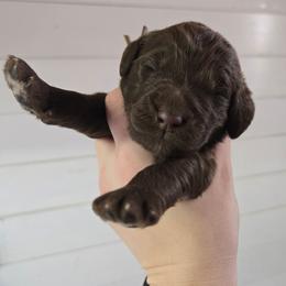 Buttercup - female Newfypoo puppy in Mckenzie, Tennessee from Small Town Doodles & Poodles