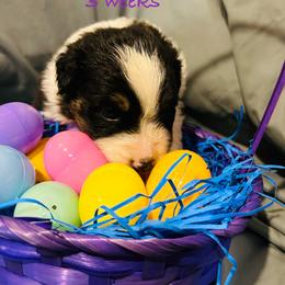 Sisu - Black tri-color female Australian Shepherd puppy in Muncie, Indiana from Gemfire Australian Shepherds