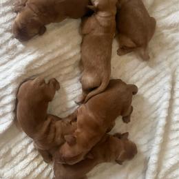 Yellow Girl - Dark golden female Golden Retriever puppy in Rockwell, North Carolina from KnL Golden Acres