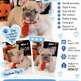Dior - Fawn male French Bulldog puppy in Athens, Georgia from Imperial Frenchies