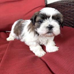 Rusty - Tricolor male Shih Tzu puppy in Lakeland, Florida from Sunshine Shih Tzus
