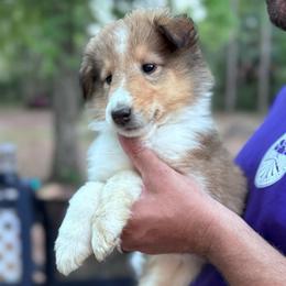 Mr. Blue - Sable male Collie puppy in Tallahassee, Florida from Lampost Kennels