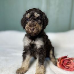 Magnolia - Phantom female Goldendoodle puppy in Osage City, Kansas from Golden Ridge Goldens