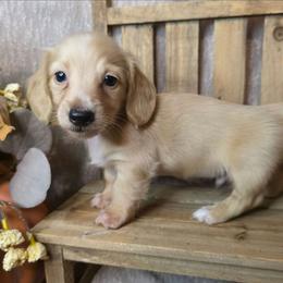 Crouton - Cream male Dachshund puppy in Townsend, Georgia from Salt Creek Dachshunds