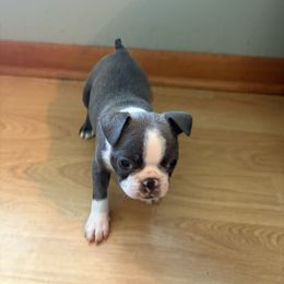 Boston Terrier All Grown Up from Smith Sister Kennels