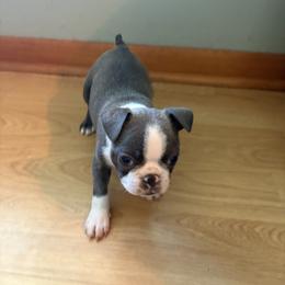Boston Terrier All Grown Up from Smith Sister Kennels