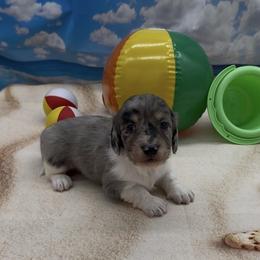 Black and Cream Dapple Piebald Smooth Male - Dapple male Dachshund puppy in Killeen, Texas from Southern Dachshunds