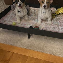 American Corgi and Pembroke Welsh Corgi Puppies from Beebe’s Corgis