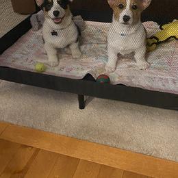 American Corgi and Pembroke Welsh Corgi Puppies from Beebe’s Corgis