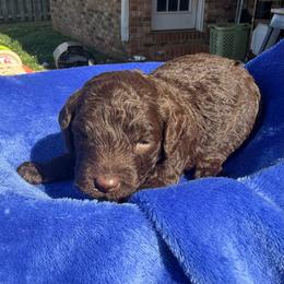 Purple Collar - Brown female Poodle puppy in Huntsville, Alabama from Flint River Poodles
