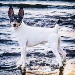 Comet - Toy Fox Terrier