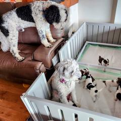 Double Doodle Puppies from Breedlove Mtn Doodles