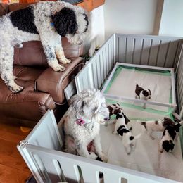 Double Doodle Puppies from Breedlove Mtn Doodles