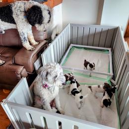 Double Doodle Puppies from Breedlove Mtn Doodles